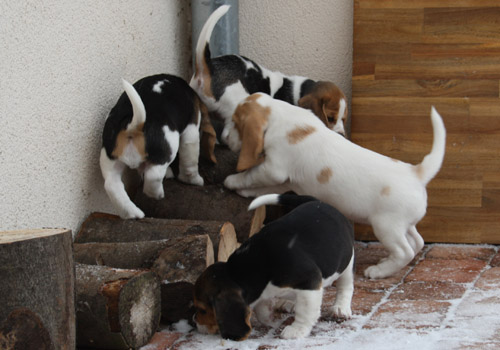 Hundewelpen spielen im Garten auf einem Holzstapel